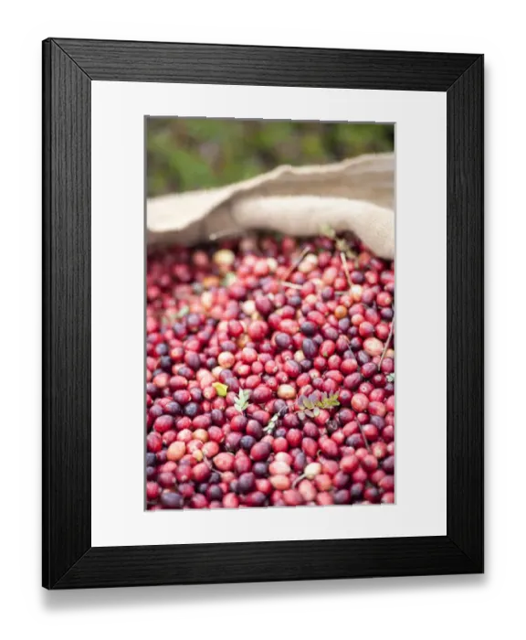 Framed Print : USA, Massachusetts, Wareham, cranberries Framed Print : USA, Massachusetts, Wareham, cranberries