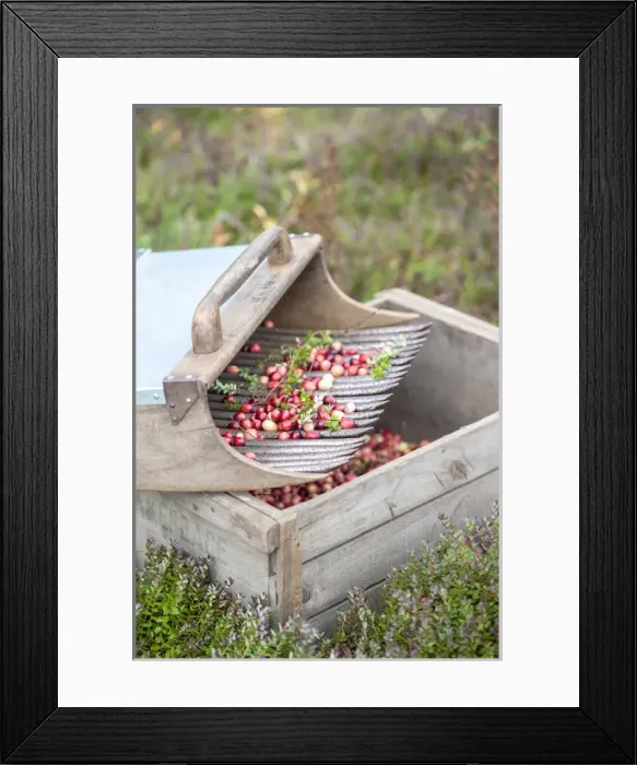 Framed Print : USA, Massachusetts, Wareham, cranberries and scoop