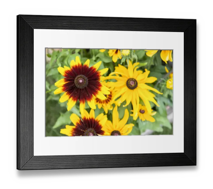 Framed Print : USA, Massachusetts, Wareham, Black-eyed Susan