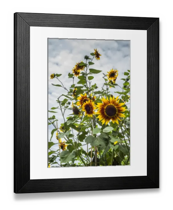 Framed Print : USA, Massachusetts, Cape Ann, Gloucester, Annisquam, sunflowers Framed Print : USA, Massachusetts, Cape Ann, Gloucester, Annisquam, sunflowers