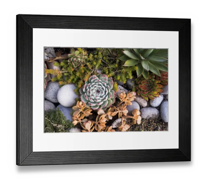 Framed Print : USA, Massachusetts, Cape Ann, Gloucester, fall plantings Framed Print : USA, Massachusetts, Cape Ann, Gloucester, fall plantings
