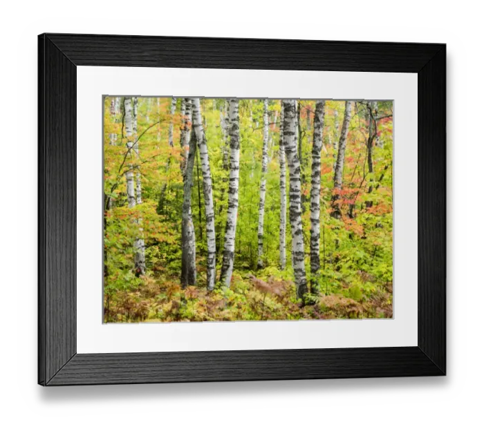 Framed Print : North America, USA, Michigan, Upper Peninsula. Birch (Betula sp) trunk and maple leaves