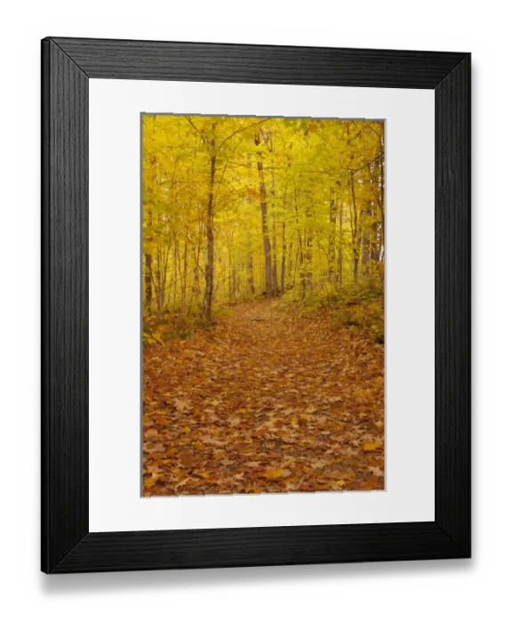 Framed Print : USA, Michigan, Upper Peninsula. Fallen maple leaves on trail Framed Print : USA, Michigan, Upper Peninsula. Fallen maple leaves on trail