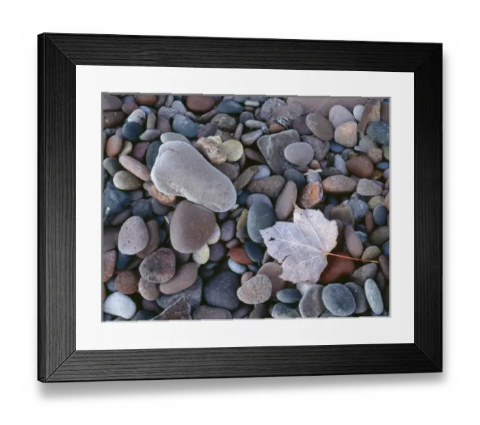 Framed Print : USA, Michigan, Porcupine Mountains Wilderness State Park, Frost defines maple leaf