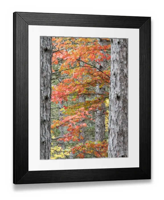 Framed Print : North America, USA, Michigan, Upper Peninsula. Fall foliage and pine trees in the forest Framed Print : North America, USA, Michigan, Upper Peninsula. Fall foliage and pine trees in the forest