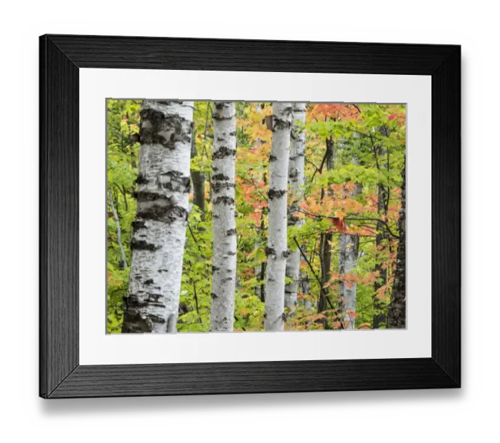 Framed Print : North America, USA, Michigan, Upper Peninsula. Birch (Betula sp) trunk and maple leaves
