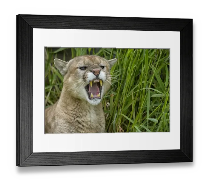 Framed Print : USA, Minnesota, Sandstone, Minnesota Wildlife Connection Framed Print : USA, Minnesota, Sandstone, Minnesota Wildlife Connection