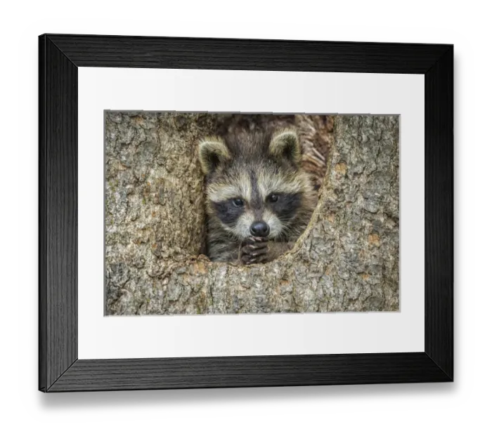 Framed Print : USA, Minnesota, Sandstone, Minnesota Wildlife Connection
