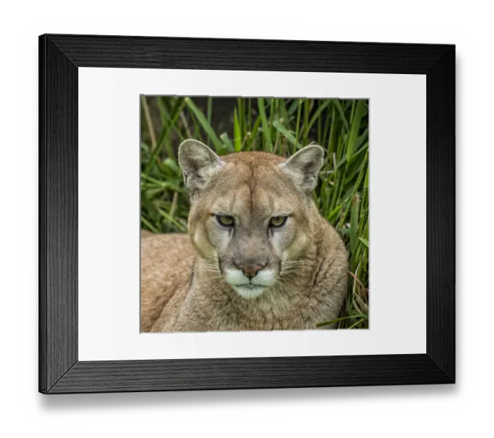 Framed Print : USA, Minnesota, Sandstone, Minnesota Wildlife Connection. Close-up of cougar in the grass Framed Print : USA, Minnesota, Sandstone, Minnesota Wildlife Connection. Close-up of cougar in the grass