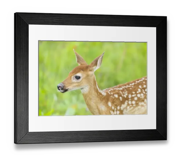 Framed Print : USA, Minnesota, Sandstone, Minnesota Wildlife Connection Framed Print : USA, Minnesota, Sandstone, Minnesota Wildlife Connection