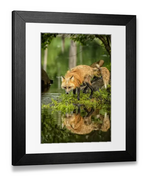 Framed Print : USA, Minnesota, Sandstone, Minnesota Wildlife Connection Framed Print : USA, Minnesota, Sandstone, Minnesota Wildlife Connection