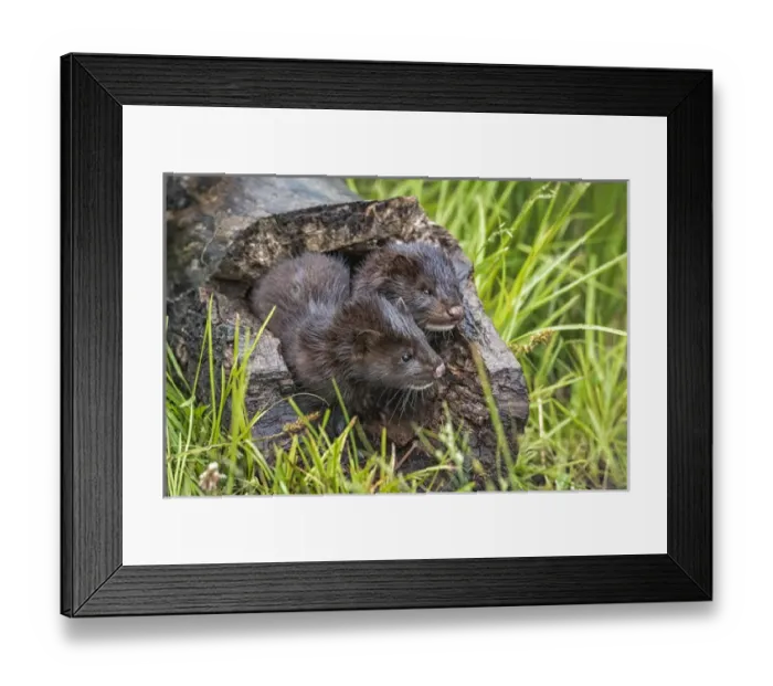 Framed Print : USA, Minnesota, Sandstone, Minnesota Wildlife Connection Framed Print : USA, Minnesota, Sandstone, Minnesota Wildlife Connection