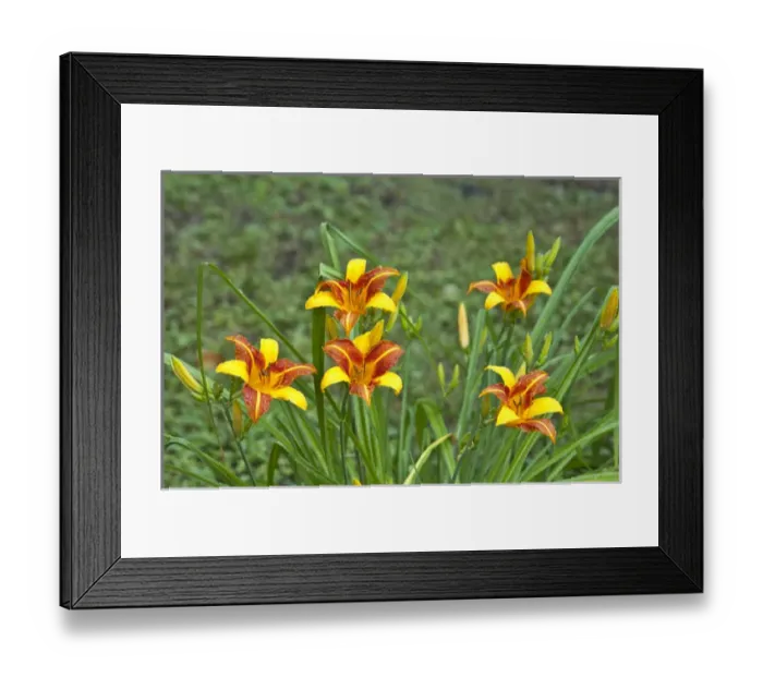 Framed Print : North America, USA, Minnesota, Mendota Heights, Daylily plant Framed Print : North America, USA, Minnesota, Mendota Heights, Daylily plant