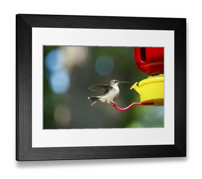 Framed Print : North America, USA, Minnesota, Mendota Heights, Cape May Warbler perched feeding Framed Print : North America, USA, Minnesota, Mendota Heights, Cape May Warbler perched feeding