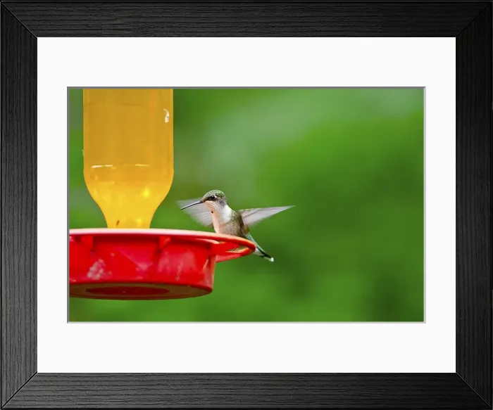 Framed Print : North America, USA, Minnesota, Mendota Heights, Cape May Warbler perched feeder