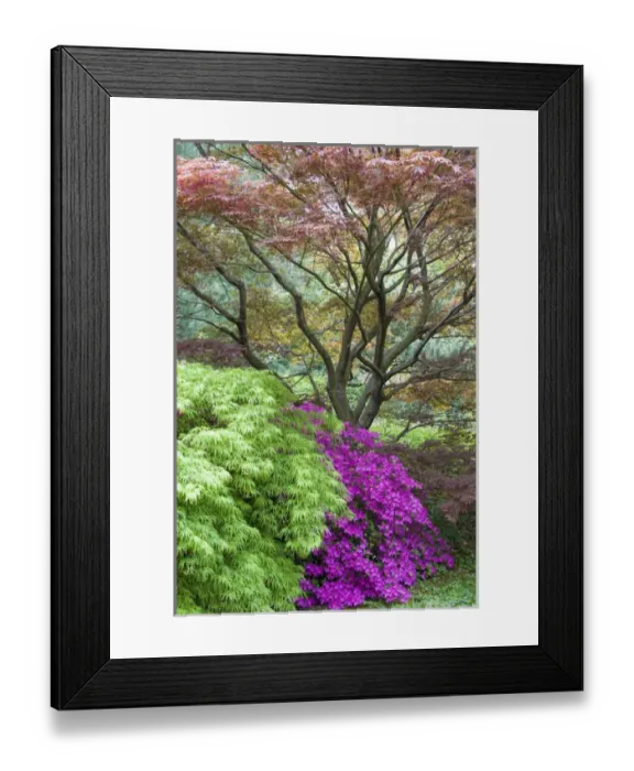 Framed Print : Japanese maples and pink Azalea (Rhododendron sp ) MO Botanical Gardens, St Louis Framed Print : Japanese maples and pink Azalea (Rhododendron sp ) MO Botanical Gardens, St Louis