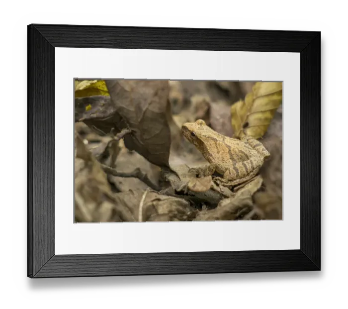 Framed Print : Pepper treefrog, St. Francois State Park, Ozark Mountains, Missouri