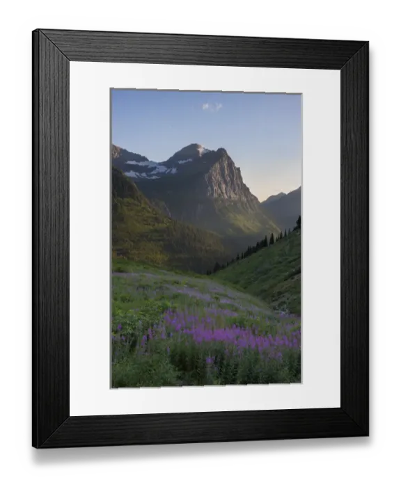 Framed Print : USA, Montana, Glacier National Park. Cannon Mountain and fireweed in valley. Credit as Framed Print : USA, Montana, Glacier National Park. Cannon Mountain and fireweed in valley. Credit as