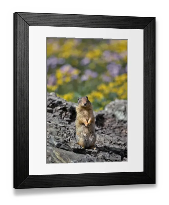 Framed Print : USA, Montana, Glacier National Park. Columbia ground squirrel close-up. Credit as Framed Print : USA, Montana, Glacier National Park. Columbia ground squirrel close-up. Credit as