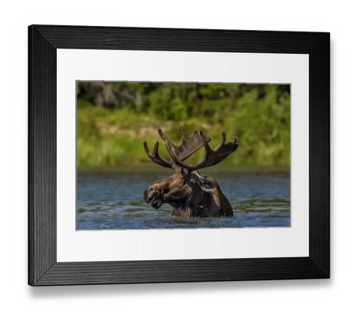 Framed Print : Bull moose feeding in backcountry lake in Glacier National Park, Montana, USA