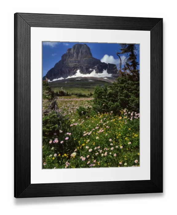 Framed Print : USA, Montana, Glacier National Park. Clements Mountain and field of arnica and asters
