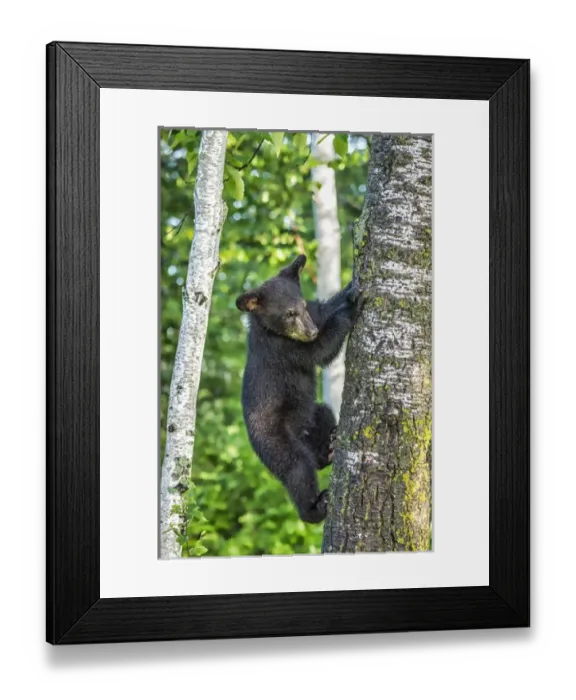 Framed Print : USA, Minnesota, Sandstone, Minnesota Wildlife Connection. Black bear cub climbing a tree Framed Print : USA, Minnesota, Sandstone, Minnesota Wildlife Connection. Black bear cub climbing a tree
