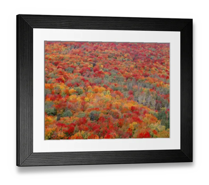 Framed Print : USA, Minnesota, Superior National Forest, Spectacular autumn colors of northern hardwood Framed Print : USA, Minnesota, Superior National Forest, Spectacular autumn colors of northern hardwood
