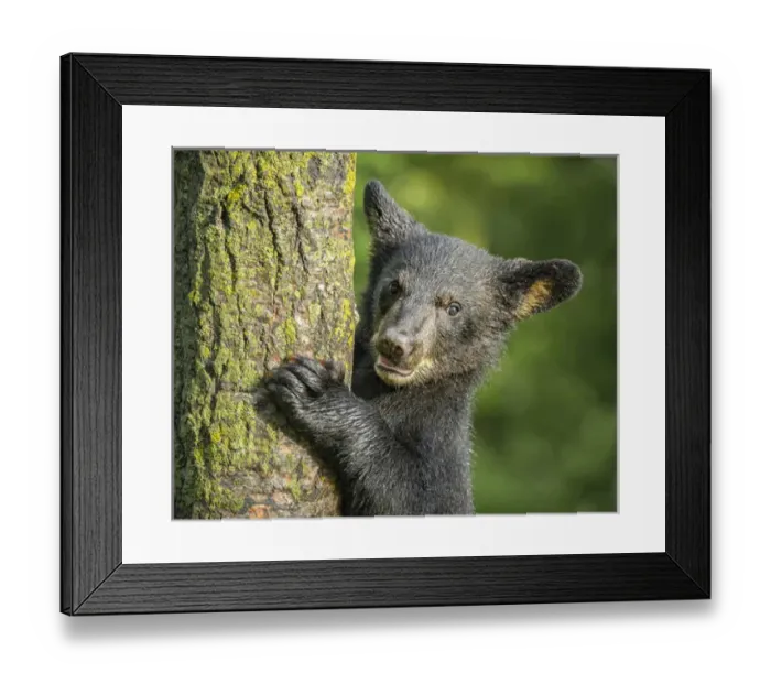 Framed Print : USA, Minnesota, Sandstone, Minnesota Wildlife Connection