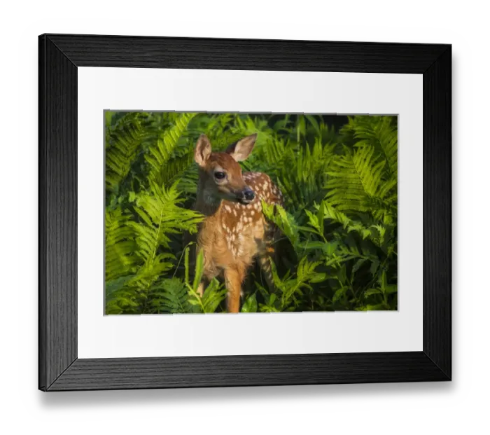 Framed Print : USA, Minnesota, Sandstone, Minnesota Wildlife Connection Framed Print : USA, Minnesota, Sandstone, Minnesota Wildlife Connection