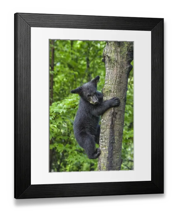 Framed Print : USA, Minnesota, Sandstone, Minnesota Wildlife Connection Framed Print : USA, Minnesota, Sandstone, Minnesota Wildlife Connection