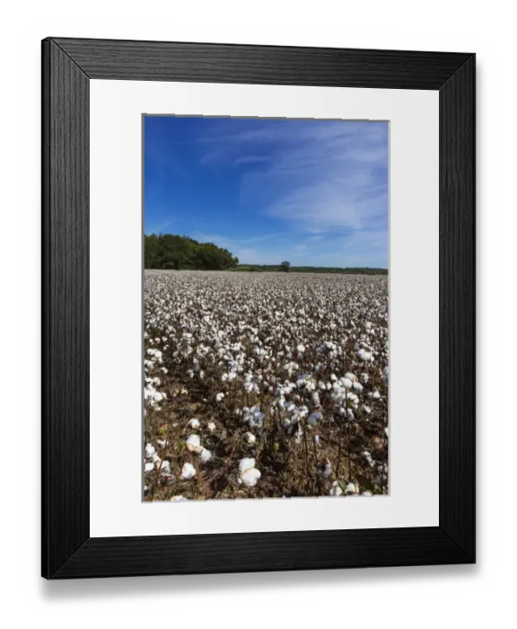 Framed Print : Mature filed of cotton near Tishomingo, Mississippi, USA