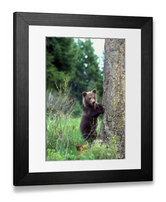 Framed Print : Grizzly bear cub leaning against a tree looking out for predators