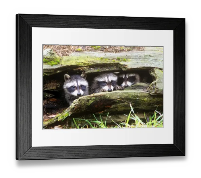Framed Print : Three Young Raccoons in a Hollow Log Framed Print : Three Young Raccoons in a Hollow Log