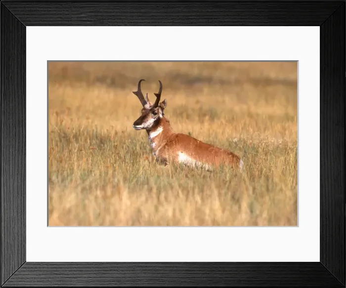 Framed Print : A female pronghorn or antelope laying down in a grassy field