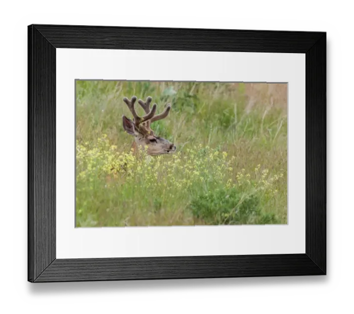 Framed Print : Mule Deer resting in wildflowers in National Bison Range, Montana Framed Print : Mule Deer resting in wildflowers in National Bison Range, Montana