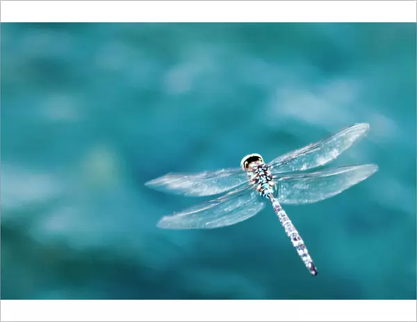 Dragon fly hoving over blue water in Ninepipes Wildlife Refuge, Montana