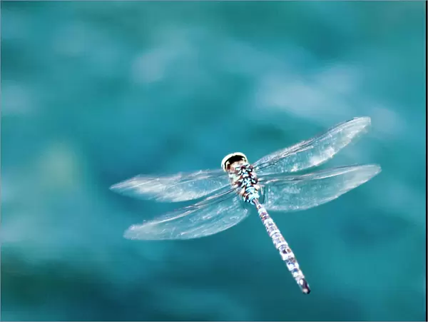 Dragon fly hoving over blue water in Ninepipes Wildlife Refuge, Montana