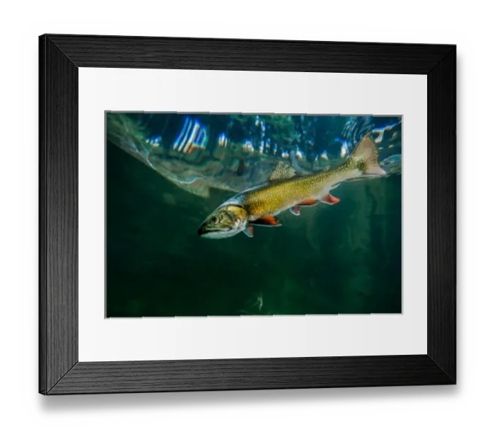 Framed Print : Laketrout swimming near surface of Emerald Lake in Montana Framed Print : Laketrout swimming near surface of Emerald Lake in Montana