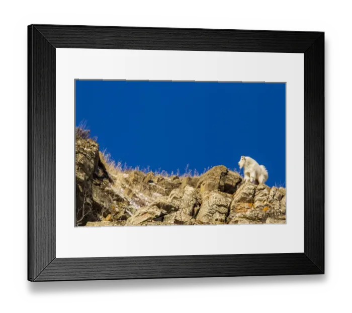 Framed Print : Billy mountain goat (Oreamnos americanus) in winter coat in Glacier National Park Framed Print : Billy mountain goat (Oreamnos americanus) in winter coat in Glacier National Park