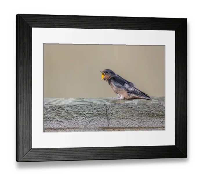 Framed Print : USA, Montana, Red Rock Lakes National Wildlife Refuge, Barn Swallow fledgling begging Framed Print : USA, Montana, Red Rock Lakes National Wildlife Refuge, Barn Swallow fledgling begging