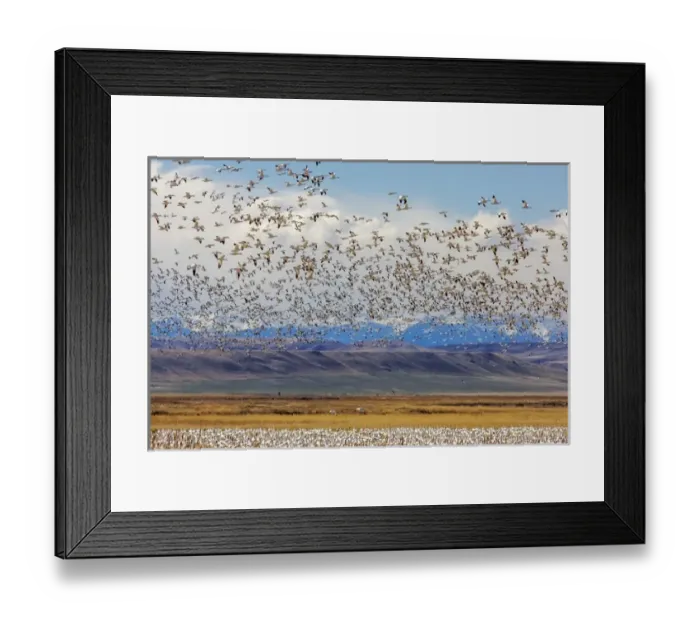 Framed Print : Snow geese during spring migration at Freezeout Lake WMA, Montana, USA Framed Print : Snow geese during spring migration at Freezeout Lake WMA, Montana, USA