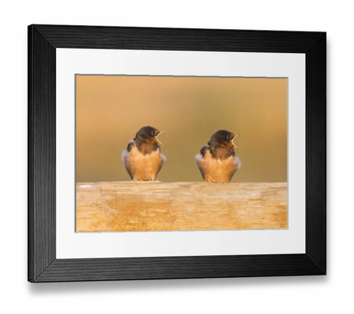 Framed Print : USA, Red Rock Lakes National Wildlife Refuge, Barn Swallow fledglings begging for food Framed Print : USA, Red Rock Lakes National Wildlife Refuge, Barn Swallow fledglings begging for food