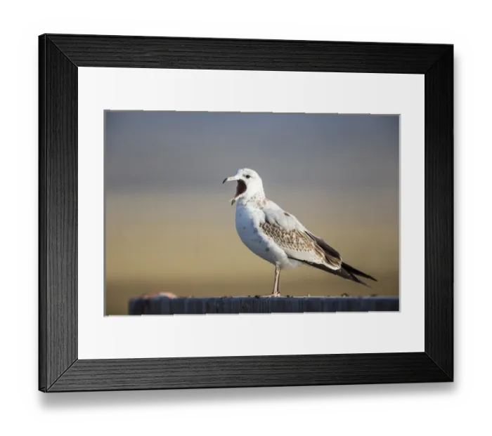 Framed Print : USA, Red Rock Lakes National Wildlife Refuge, Immature Ring-billed Gull yawning