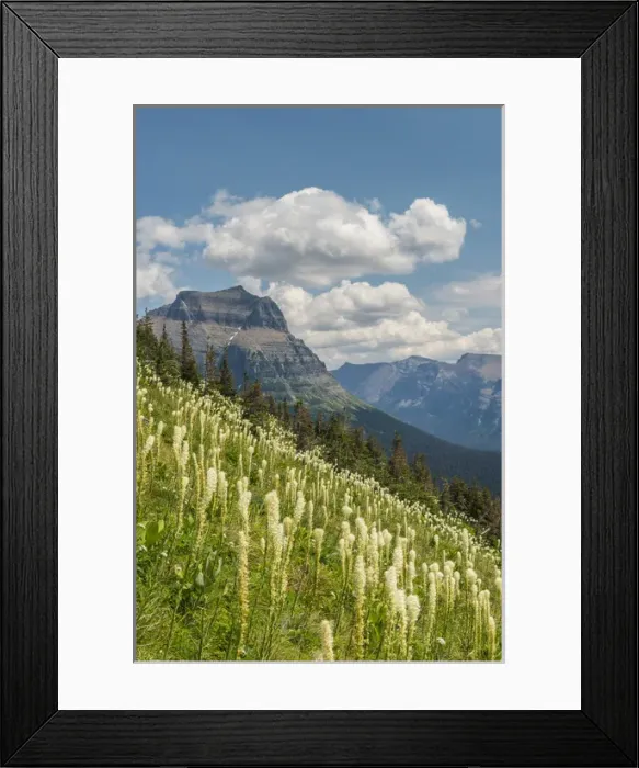 Framed Print : Beargrass as seen from Glacier National Park Framed Print : Beargrass as seen from Glacier National Park