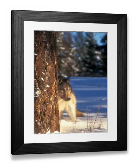 Framed Print : A gray wolf (canis lupus) on the alert behind a tree in snow Framed Print : A gray wolf (canis lupus) on the alert behind a tree in snow