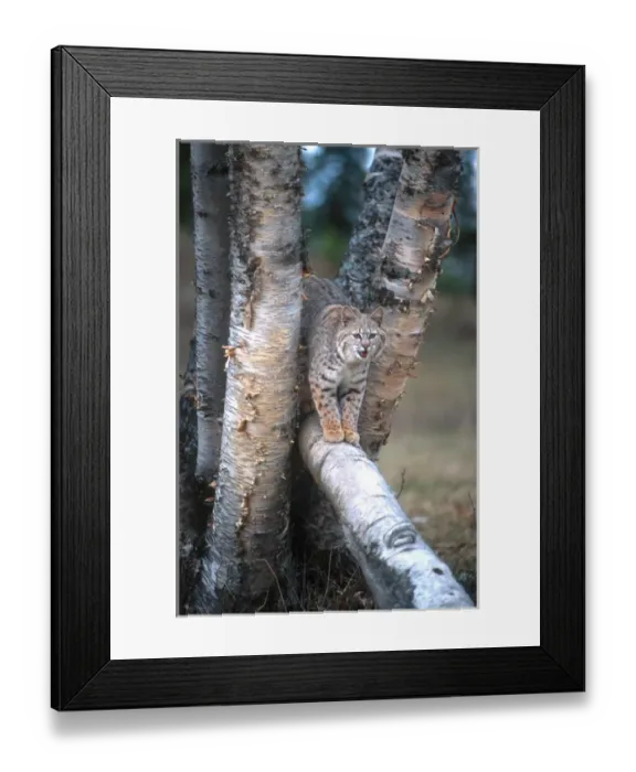 Framed Print : Bobcat (Lynx rufus) on a fallen birch limb Framed Print : Bobcat (Lynx rufus) on a fallen birch limb