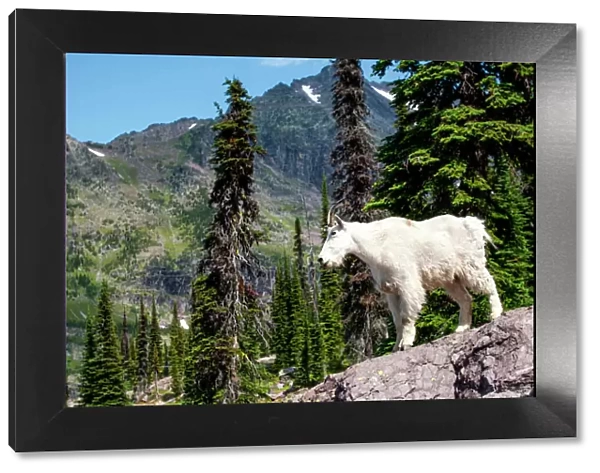Mountain goat surveying the land in Glacier National Park, Montana
