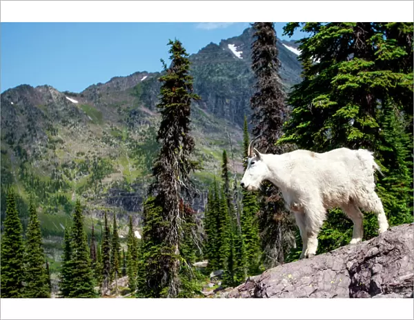 Mountain goat surveying the land in Glacier National Park, Montana