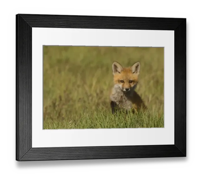 Framed Print : Red Fox Kit Framed Print : Red Fox Kit