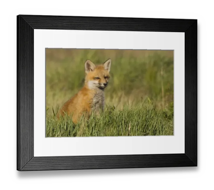 Framed Print : Red Fox Kit